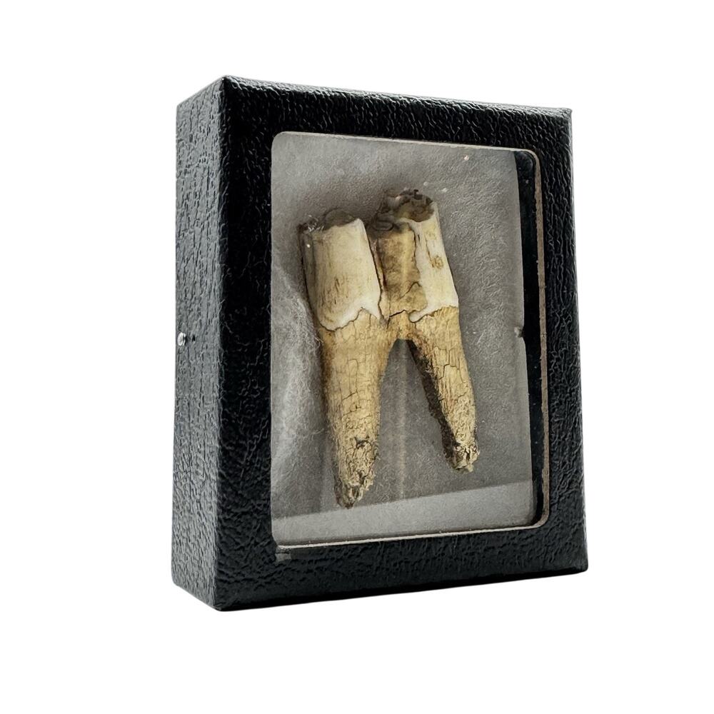 Antique Cow Tooth In Display Box Oddity Cattle Bovine Specimen